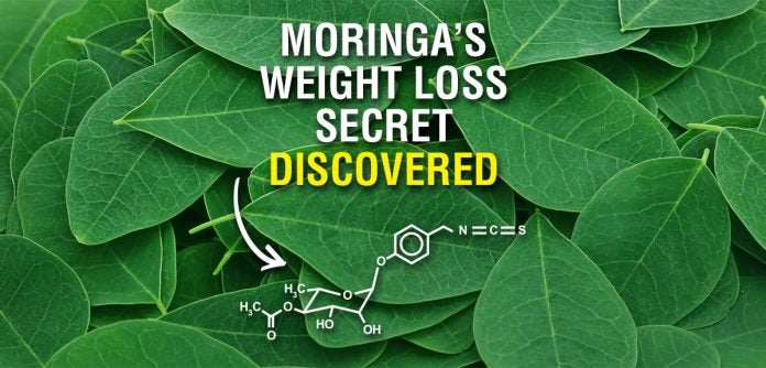 How can Moringa Oleifera really help with weight loss?