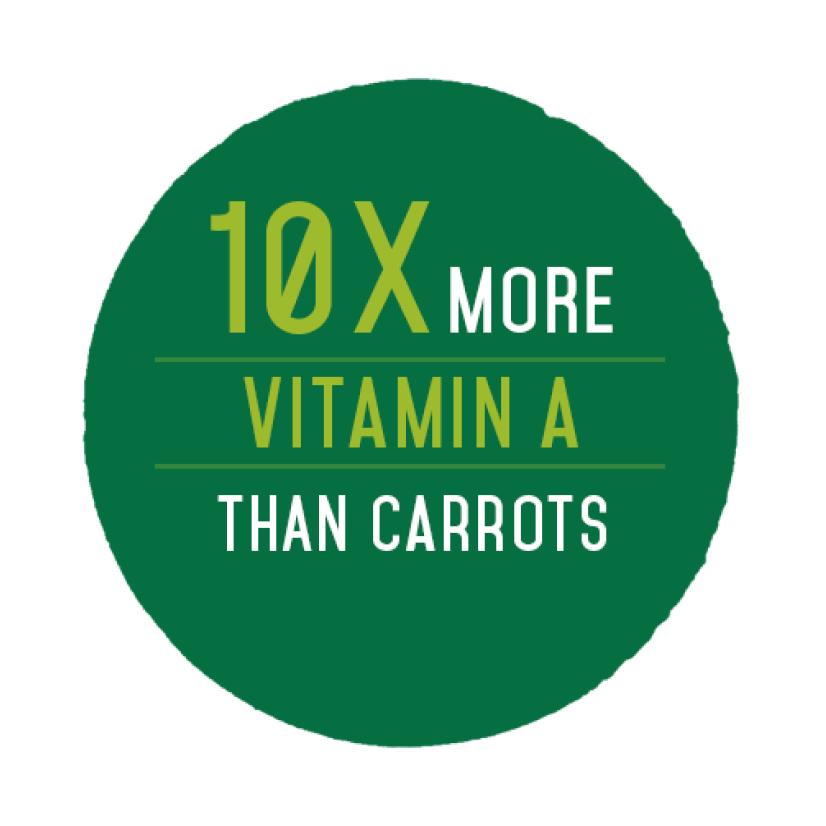 Moringa Oleifera has 10X More Vitamin A than Carrots - Pura Vida Moringa