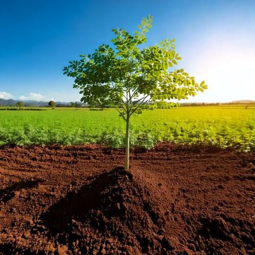 The Role of Moringa in Soil Regeneration - Pura Vida Moringa