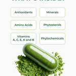 Pura Vida Moringa Capsules 500mg (2 Pack) - Pura Vida Moringa